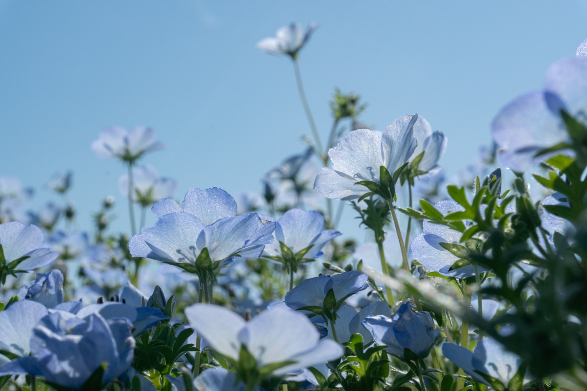 nemophila1.jpg