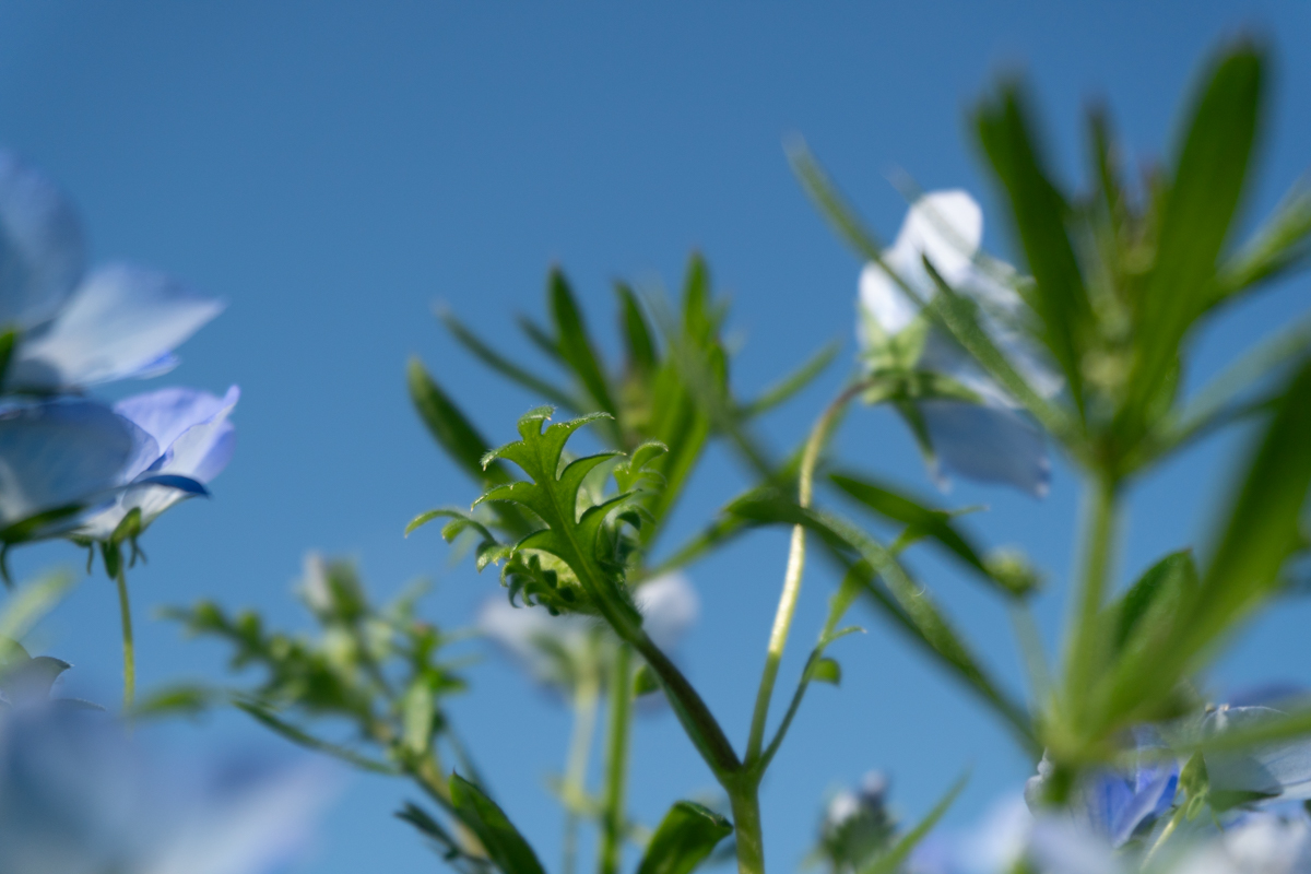 nemophila2.jpg