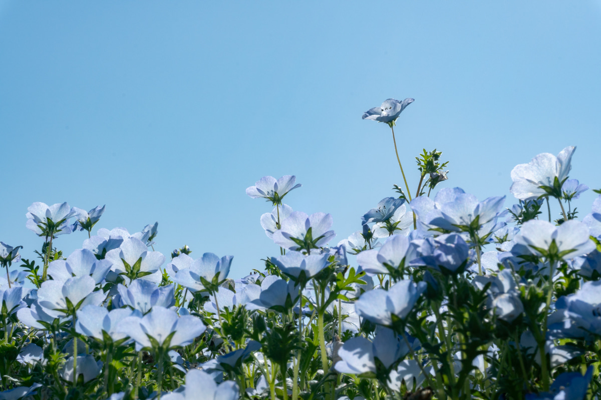 nemophila3.jpg