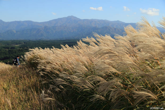 ススキ.jpg